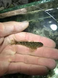Coastrange Sculpin, photographed in Washington