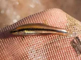 Blue-fintop Minnow, photographed in Florida