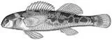 Swannanoa Darter, photographed in Virginia