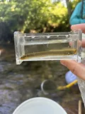 Mountain Brook Lamprey, photographed in Georgia