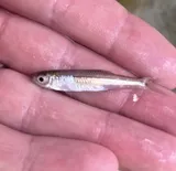 Texas Shiner, photographed in Texas