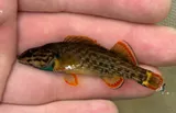 Redline Darter, photographed in Virginia