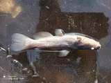 Brown Bullhead, photographed in Masovian
