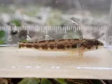 Shield Darter, photographed in New Jersey
