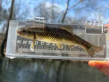 Hornyhead Chub, photographed in Ohio