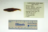 Ozark Minnow, photographed in Illinois