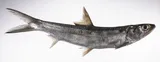 Hawaiian Ladyfish, photographed in Sorsogon