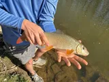 Shorthead Redhorse, photographed in Ontario
