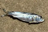 Alewife, photographed in Wisconsin