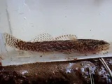 Blackfin Darter, photographed in Alabama