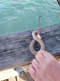 Shrimp Eel, photographed in Texas