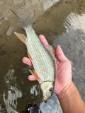 Silver Redhorse, photographed in Ohio