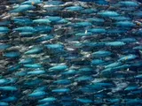 Bluestripe Herring, photographed in Cebu