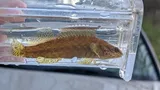 Coppercheek Darter, photographed in Tennessee
