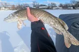 Northern Pike, photographed in Michigan