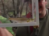 Spikedace, photographed in Arizona