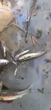 Mountain Redbelly Dace, photographed in Virginia