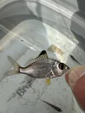Irish Pompano, photographed in Florida