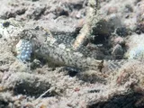 Paiute Sculpin, photographed in California