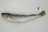 Saffron Cod, photographed in Alaska