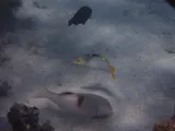 Blackspot Goatfish, photographed in Îles Sous-le-Vent