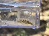 Carolina Fantail Darter, photographed in North Carolina