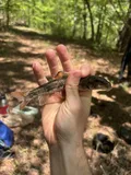 Alabama Hog Sucker, photographed in Alabama