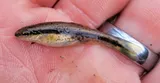 Eastern Blacknose Dace, photographed in Maryland