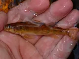 Shield Darter, photographed in New Jersey