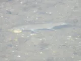 Silver Mullet, photographed in Sinaloa
