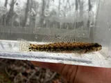Carolina Darter, photographed in North Carolina
