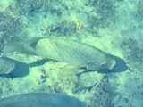 Nile Tilapia, photographed in Florida