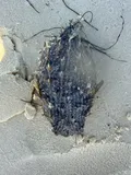 Striped Burrfish, photographed in Florida