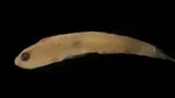 Twoscale Goby, photographed in Quintana Roo