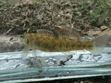 Headwater Darter, photographed in Kentucky