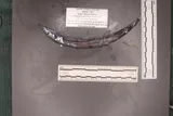 White Barracudina, photographed in North Carolina