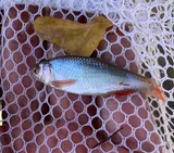 Red Shiner, photographed in Arizona