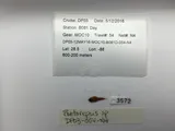 Spotfin Dragonet