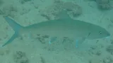 Indo-pacific Bonefish, photographed in Hawaii