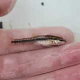 Western Blacknose Dace, photographed in Indiana