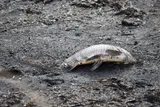 Common Carp, photographed in Maryland
