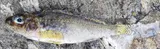 Ruffe, photographed in Chelyabinsk