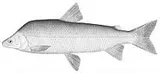 Alaska Whitefish, photographed in Alaska