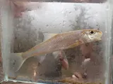 Silver Chub, photographed in Alabama