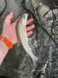 Bull Trout, photographed in Alberta
