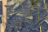 Gila Topminnow, photographed in Arizona