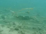 Hawaiian Ladyfish, photographed in Hawaii
