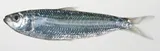 Marquesan Sardinella, photographed in Marquesas Islands