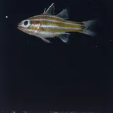 Apogon brevispinis