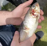 Blueback Herring, photographed in Massachusetts